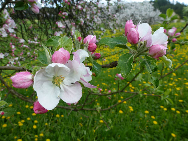 Apfelblüte im Naturpark Fränkische Schweiz - Veldensteiner Forst