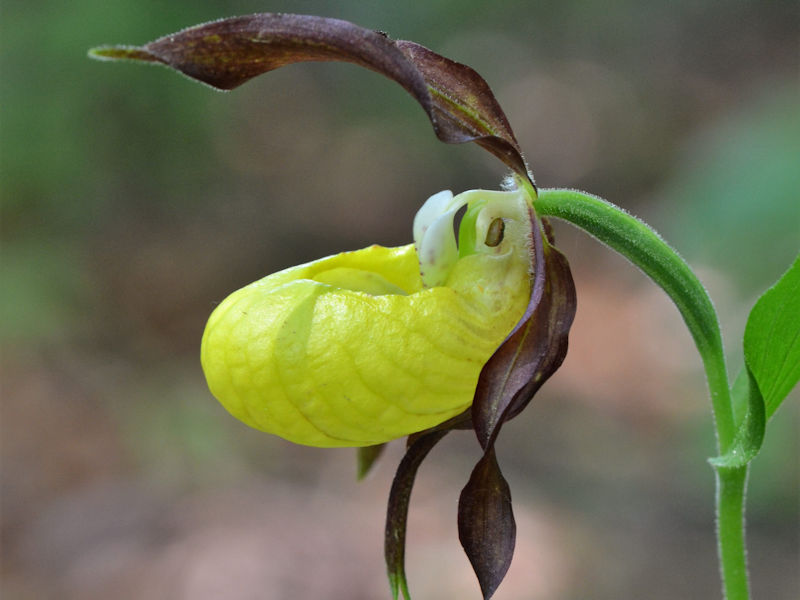 Orchideenart Frauenschuh (Cypripedium)